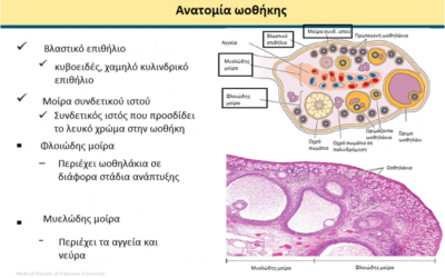 Κύστες ωοθηκών